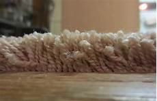 Thricolour Bcf Yarns
